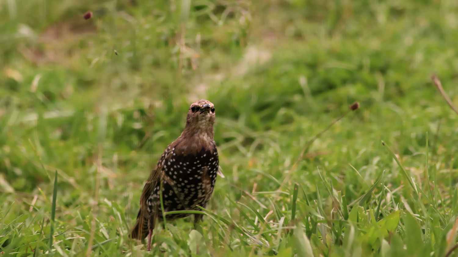 European Starling